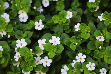 Bacopa monnieri, herb Bacopa is a medicinal herb used in Ayurveda, also known as "Brahmi", a herbal memory
