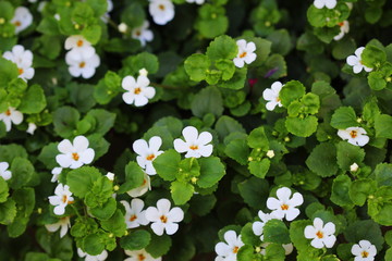 Bacopa monnieri, herb Bacopa is a medicinal herb used in Ayurveda, also known as 