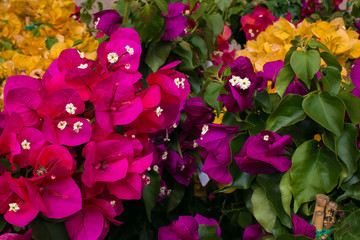 Sfondo astratto floreale con fiori di bouganville 