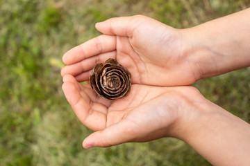 Close up of child's hand holding a pine cone with a natural blurred background. Little girl holds cone in her hands