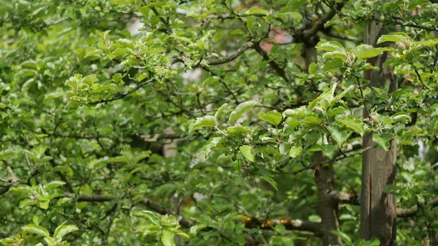 es scheint dieses Jahr eine gute Ernte zu geben f&uuml;r V&ouml;gel und Mensch, &Auml;pfel sind ideale Vitaminlieferanten
