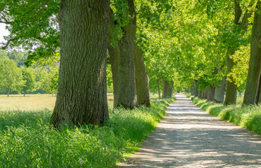 A narrow avenue with trees in the sunshine - Powered by Adobe