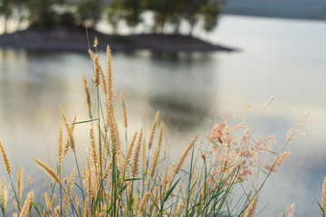 Grass flowers along the pond during sunset