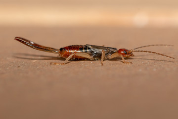 earwig