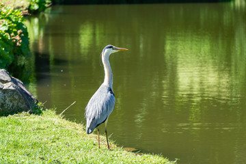 Heron at a lake