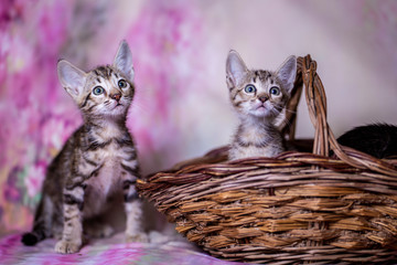 Fototapeta na wymiar Little kitten of breed Savannah