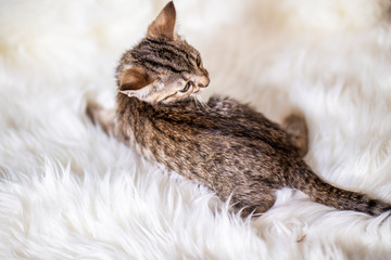 Little kitten of breed Savannah