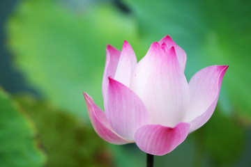 close up of beautiful lotus flower