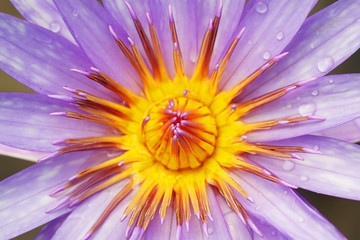 Obraz premium close up of beautiful lotus flower
