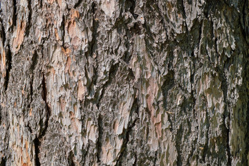 tree bark