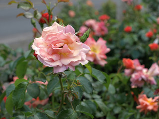 pink roses in neutral light