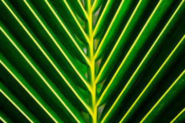 Palm leaves with bright sunligh