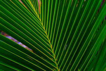 Obraz premium Palm leaves with bright sunligh