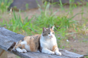 Obraz premium 外猫（９歳）