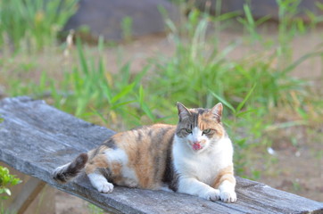 Obraz premium 外猫（９歳）