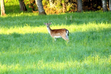 European deer feeding on a forest glade. A unique image of animals in their natural habitat.