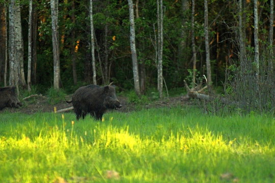 Wild boars feeding on a forest glade. A unique image of animals in their natural habitat.