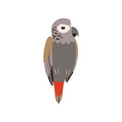 African Grey Parrot Bird, Cute Birdie Home Pet Vector Illustration