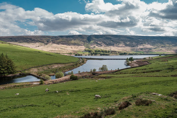 Fototapeta na wymiar Sheep grazing in field at Woodhead Reservoir in Derbyshire