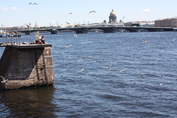 feeding seagulls on the Neva river on the background of the bridge and the Cathedral   