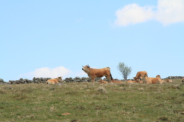 Vaches Aubrac 2019