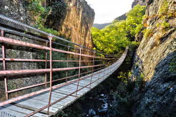 bridge in the forest