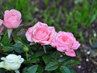 Three pink roses and one white