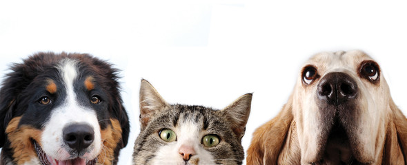 Bernese Mountain Dog and basset hound and cat on white background
