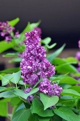 Spring bloom of purple lilac