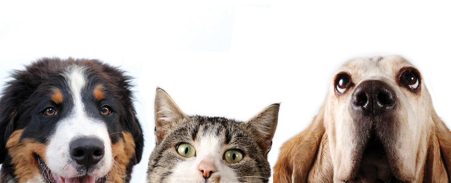 Bernese Mountain Dog And Basset Hound And Cat On White Background