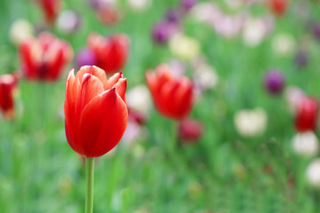 tulip on green grass