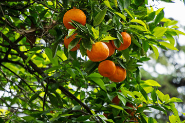 Tasty ripe tangerines growing on a tree against the blue sky.