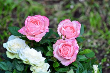 Three white roses  and three pink roses
