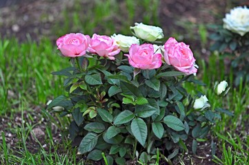 Bush with pink and white roses