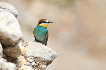 European bee-eater (Merops apiaster), exotic colorful bird on rocky slope in beautiful sunny day