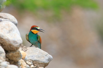 European bee-eater (Merops apiaster), exotic colorful bird on rocky slope in beautiful sunny day