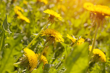 Close up of blooming yellow dandelion flowers (Taraxacum officinale) in garden on spring time. Detail of bright common dandelions in meadow at springtime. Used as a medical herb and food ingredient