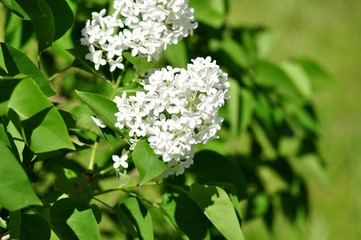 Sprigs of white lilac on a bright ,green background