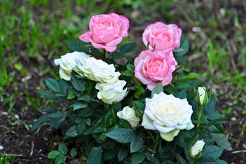 Bush with white and pink roses