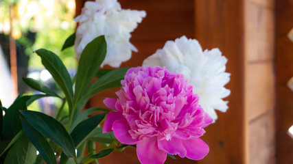 Peony, close-up on a background of green leaves. Summer floral background, nature.