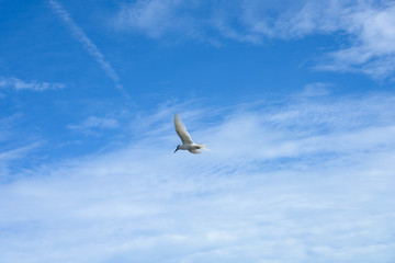 アジサシ・海鳥・飛ぶ・青空