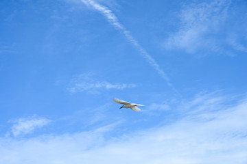 アジサシ・海鳥・飛ぶ・青空
