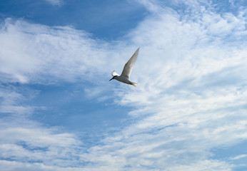 アジサシ・海鳥・飛ぶ・青空