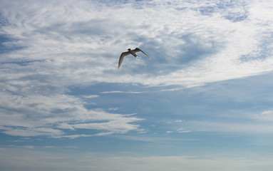 アジサシ・海鳥・飛ぶ・青空