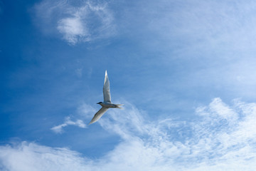 アジサシ・海鳥・飛ぶ・青空