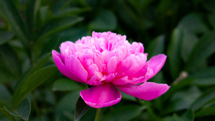 Peony, close-up on a background of green leaves. Summer floral background, nature.