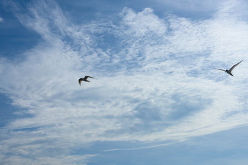アジサシ・海鳥・飛ぶ・青空