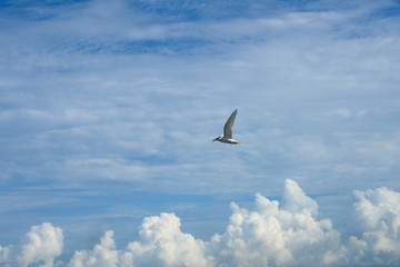 アジサシ・海鳥・飛ぶ・青空