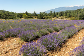 Lavender field near Salt and Mont Ventoux in the background. Provence, France
