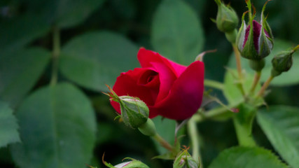 Rose red, close-up on a background of green leaves. Summer floral background, nature.